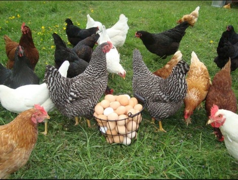 Κότες αυγοπαραγωγής