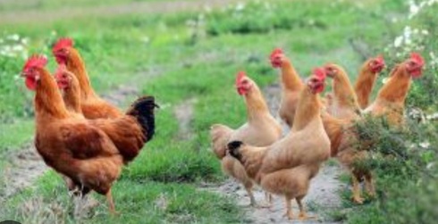 Κρεατόπουλα κόκκινα  3 μηνών(3 kg)